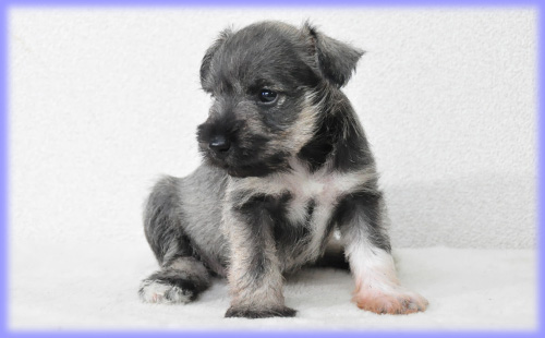 ミニチュアシュナウザー ソルト&ペッパー オス 子犬販売の専門店 AngelWan