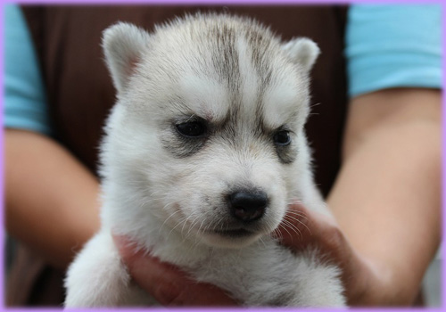 シベリアンハスキー メス 子犬販売の専門店 AngelWan 横浜 神奈川県