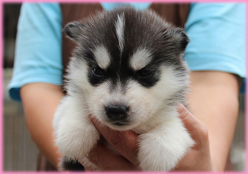 シベリアンハスキー メス 子犬販売の専門店 AngelWan 横浜 神奈川県