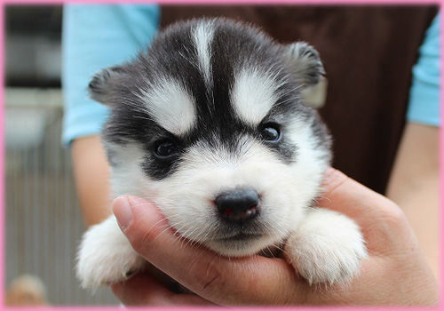 シベリアンハスキー メス 子犬販売の専門店 AngelWan 横浜 神奈川県