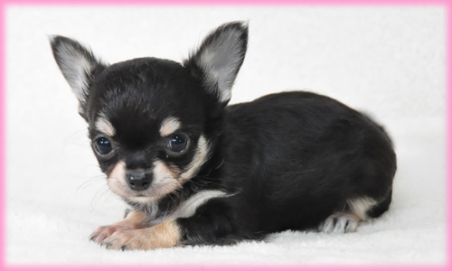 チワワ ロング ブラック&タン メス 子犬販売の専門店 AngelWan 横浜