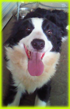 ボーダーコリー　母犬　子犬販売の専門店　AngelWan　横浜　神奈川県