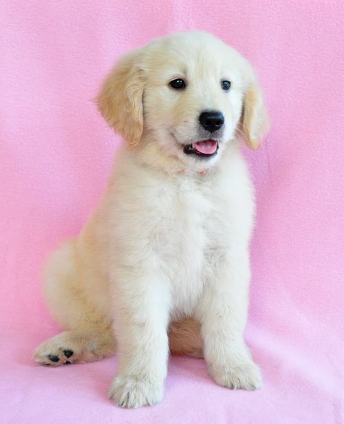 ゴールデンレトリバー ブリーダー子犬販売の専門店 Angel wan 東京 神奈川 千葉