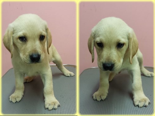 ラブラドールレトリバー　ブリーダー子犬販売専門店　Angel wan 東京　神奈川　千葉