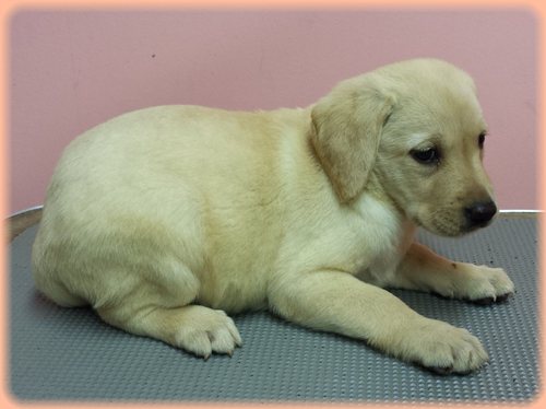 ラブラドールレトリバー　ブリーダー子犬販売専門店　Angel wan 東京　神奈川　千葉