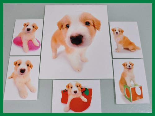 ボーダーコリー　ブリーダー子犬販売専門店　Angel wan 東京　神奈川　千葉