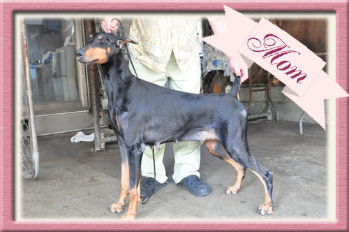 ドーベルマン ブリーダー子犬販売専門店 Angel Wan 東京 神奈川 千葉