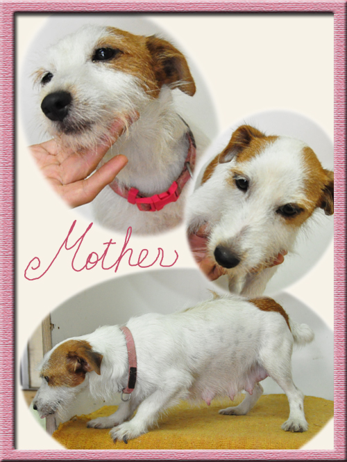 ジャックラッセルテリア　母犬　ブリーダー子犬販売専門店　Angel Wan　横浜