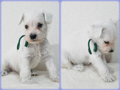 ミニチュアシュナウザー　ブリーダー子犬販売専門店　Angel wan 東京　神奈川　千葉