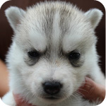 シベリアンハスキー シルバー&ホワイト メス 子犬販売の専門店 AngelWan