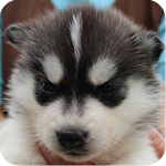 シベリアンハスキー ブラック&ホワイト メス 子犬販売の専門店 AngelWan 横浜