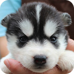 シベリアンハスキー ブラック&ホワイト メス 子犬販売の専門店 AngelWan 横浜