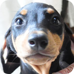 ドーベルマン　ブラックタン　メス　子犬販売の専門店　AngelWan　横浜　神奈川県