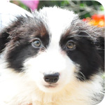 ボーダーコリー　ブラック＆ホワイト　メス　子犬販売の専門店　AngelWan　横浜