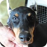 ドーベルマン オス 子犬販売の専門店 AngelWan 横浜 神奈川県