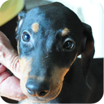 ドーベルマン　オス　子犬販売の専門店　AngelWan　横浜　神奈川県