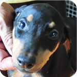 ドーベルマン　メス　子犬販売の専門店　AngelWan　横浜　神奈川県