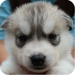シベリアンハスキー　シルバー＆ホワイト　オス　子犬販売の専門店　AngelWan