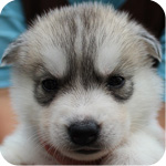 シベリアンハスキー　シルバー＆ホワイト　オス　子犬販売の専門店　AngelWan