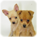 ミックス　ブリーダー子犬販売専門店　Angel Wan　横浜