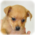 ミックス ブリーダー子犬販売専門店 Angel Wan 横浜