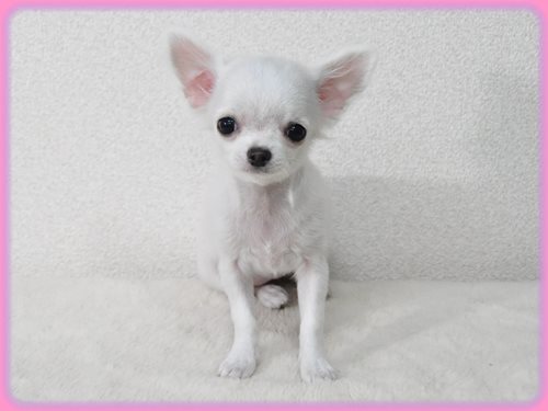 チワワ　ブリーダー子犬販売専門店　Angel wan 東京　神奈川　千葉