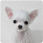 チワワ　ブリーダー子犬販売専門店　Angel wan 横浜