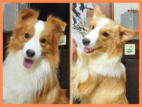 ボーダーコリー　ブリーダー子犬販売専門店　Angel wan 東京　神奈川　千葉