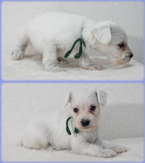 ミニチュアシュナウザー　ブリーダー子犬販売専門店　Angel wan 東京　神奈川　千葉