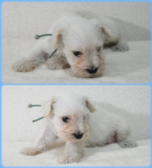 ミニチュアシュナウザー　ブリーダー子犬販売専門店　Angel wan 東京　神奈川　千葉