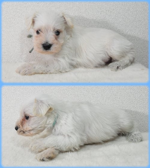 ミニチュアシュナウザー　ブリーダー子犬販売専門店　Angel wan 東京　神奈川　千葉