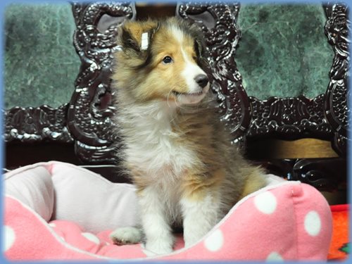 シェットランドシープドッグ　ブリーダー子犬販売専門店　Angel wan 東京　神奈川　千葉