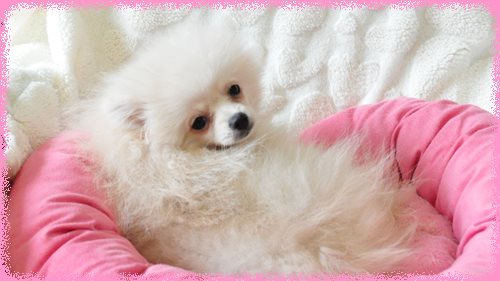 ポメラニアン　ブリーダー子犬販売専門店　Angel wan 東京　神奈川　千葉
