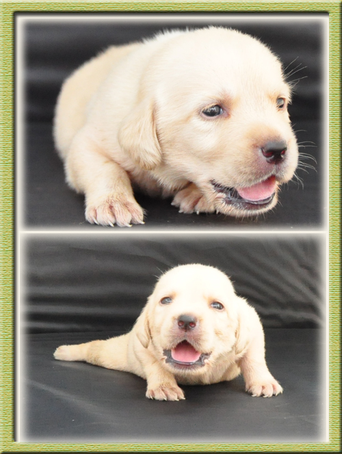 ラブラドールレトリバー ブリーダー子犬販売専門店　Angel Wan 東京 神奈川 千葉