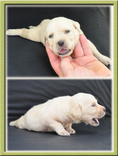 ラブラドールレトリバー ブリーダー子犬販売専門店　Angel Wan 東京 神奈川 千葉