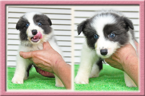 ボーダーコリー ブリーダー子犬販売専門店　Angel Wan 東京 神奈川 千葉