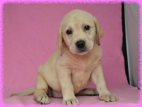 ラブラドールレトリバー ブリーダー子犬販売専門店 Angel wan 東京 神奈川 千葉