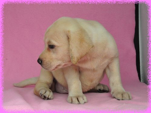 ラブラドールレトリバー ブリーダー子犬販売専門店 Angel wan 東京 神奈川 千葉