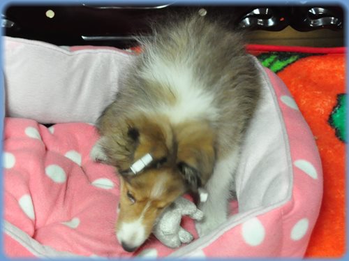 シェットランドシープドッグ　ブリーダー子犬販売専門店　Angel wan 東京　神奈川　千葉