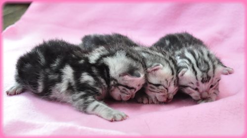 アメリカンショートヘアー ブリーダー子犬販売専門店 Angel wan 東京 神奈川 千葉