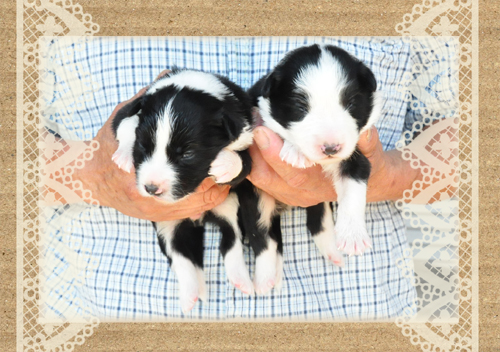 ボーダーコリー ブリーダー子犬販売専門店 Angel Wan 東京 神奈川 千葉