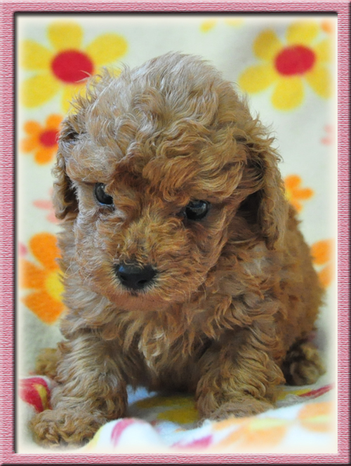 トイプードル ブリーダー子犬販売専門店 Angel Wan 東京 神奈川 千葉