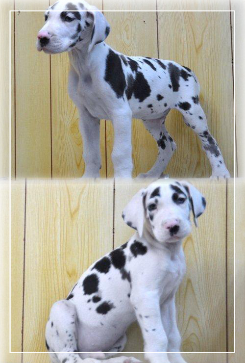 グレートデン　ブリーダー子犬販売専門店　Angel Wan 東京　神奈川　千葉