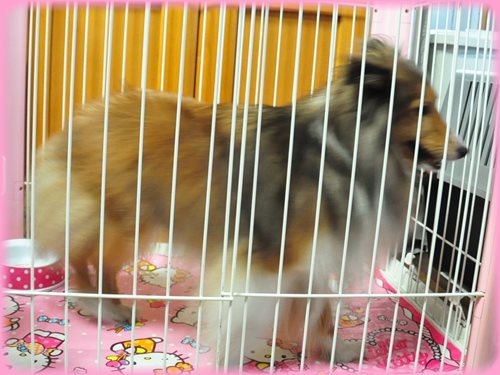 シェットランドシープドッグ　ブリーダー子犬販売専門店　Angel wan 東京　神奈川　千葉