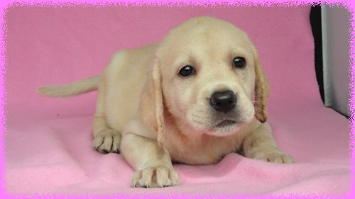 ラブラドールレトリバー ブリーダー子犬販売専門店 Angel wan 東京 神奈川 千葉