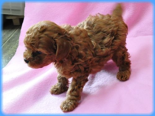 トイプードル ブリーダー子犬販売専門店 Angel wan 東京 神奈川 千葉