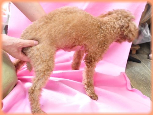 トイプードル ブリーダー子犬販売専門店 Angel wan 東京 神奈川 千葉