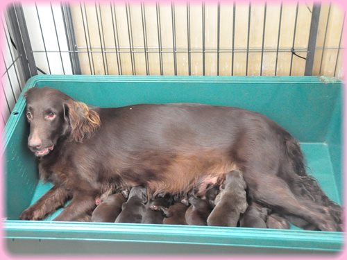 フラットコーテッドレトリバー ブリーダー子犬販売専門店　Angel wan 横浜