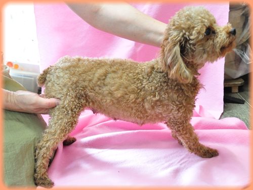 トイプードル ブリーダー子犬販売専門店　Angel wan 東京　神奈川　千葉