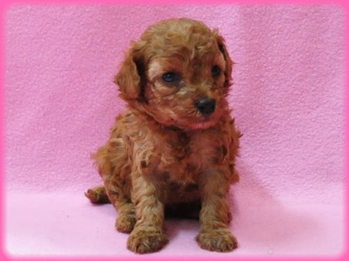 トイプードル ブリーダー子犬販売専門店　Angel wan 東京　神奈川　千葉